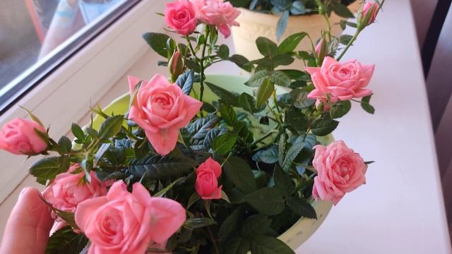 Роза Кордана. Роза патио.Миниатюрные розы. смотреть онлайн