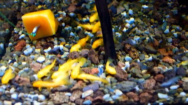 Анциструс золотой. смотреть онлайн