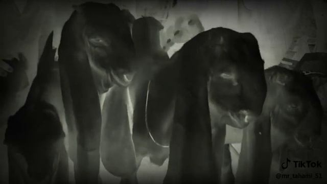 Uasma kachelo смотреть онлайн