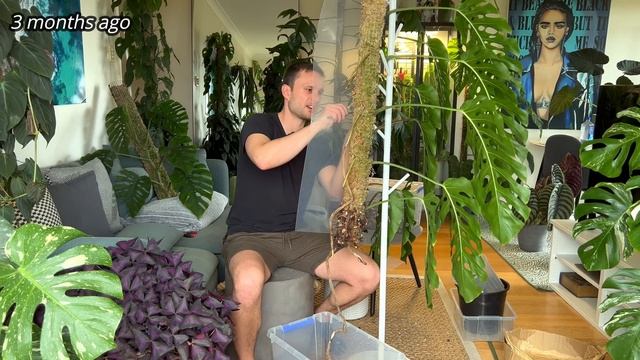 MATURE MONSTERA - transferring my dubia to a Grow Vertical Pole to grow it even larger смотреть онлайн