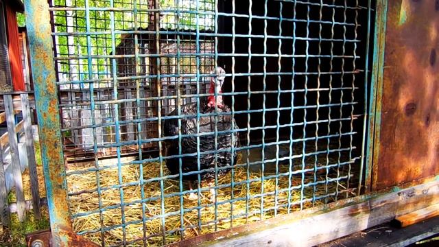 Кролики в зоопарке такие милые смотреть онлайн