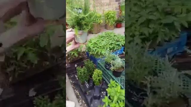 Сальск, Бесконечное лето, обзор 7 мая 2023