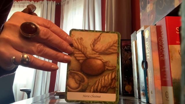 The wisdom of trees oracle - 3 card draw смотреть онлайн