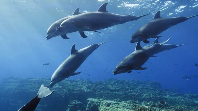 OCEAN 4K UHD Part 2 - Animals With Natural Sound Of The Deep Ocean For Relaxation And Healing смотреть онлайн
