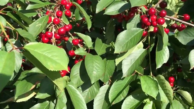 Чудо Вишня - тонкости возделывания. В самом конце видео ключик к чудо вишне... Лучшие Опылители... смотреть онлайн
