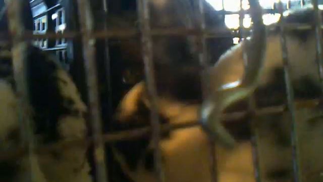 Кролики-РЕКСЫ-плюшевые !!! смотреть онлайн