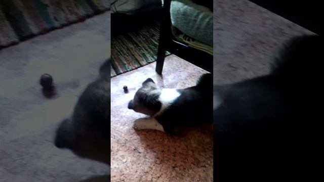 Щенки американской акиты