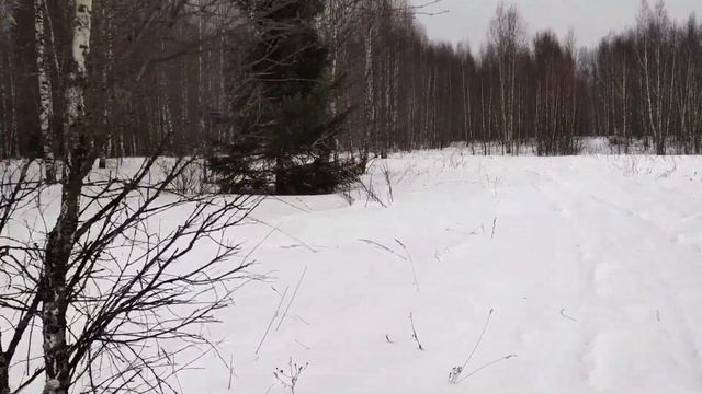 ПЕРВЫЙ ПОХОД В ЛЕС! КАТАЕМСЯ НА ЛЫЖАХ И ТЕСТИРУЕМ ВОЛОКУШИ!? смотреть онлайн