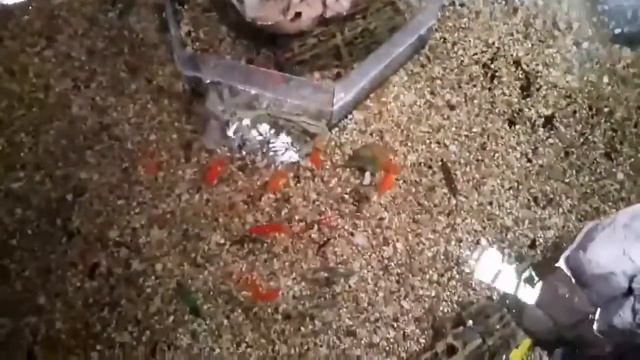 Океанариум Crocus City Москва смотреть онлайн