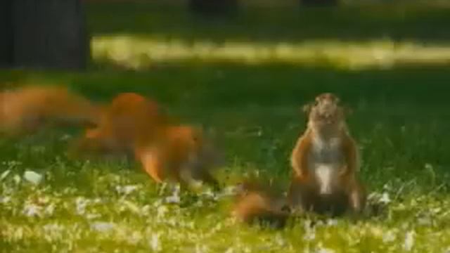 Реклама сникерса с белками смотреть онлайн