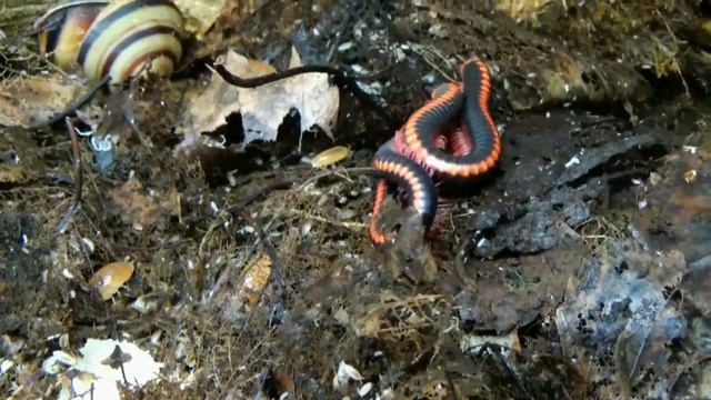 Джунгли в квартире (кивсяки,мокрицы). смотреть онлайн