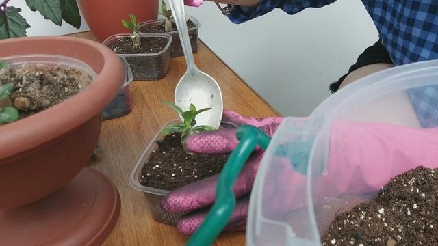 Комнатные растения. Сажаю черенок гинуры ко взрослому растению.? Рассаживаю маленьких адениумов ? смотреть онлайн