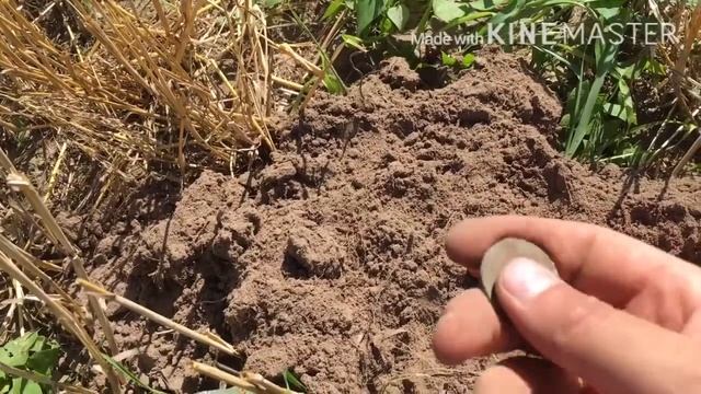 Империя после уборки урожая 2020... копаю с ACE 200i смотреть онлайн