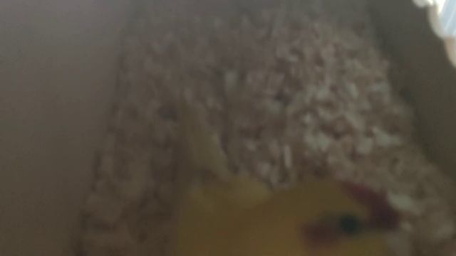 Гнездование пары какариков. Весьма не простой, но очень интересный процесс