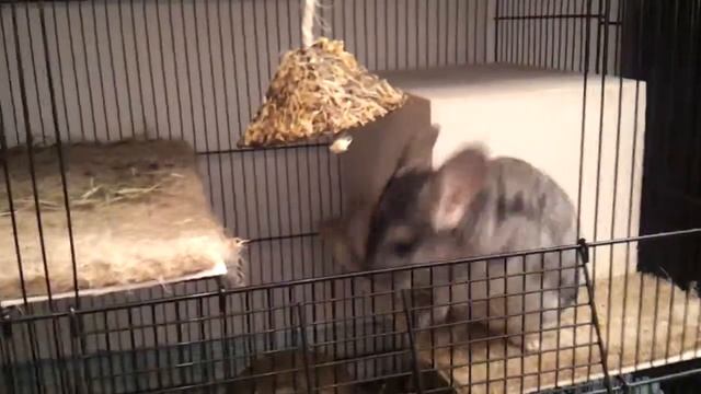 Шушки смотреть онлайн