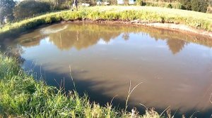 Известкование пруда. Лучший способ от цветением и дезинфекция #пруд #известкование#дезинфекция