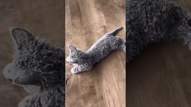 Ничего необычного, просто кудрявейший котёнок породы селкирк-рекс по кличке On.