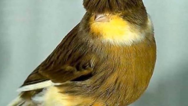 Разведение Канареек в домашних условиях как бизнес идея смотреть онлайн