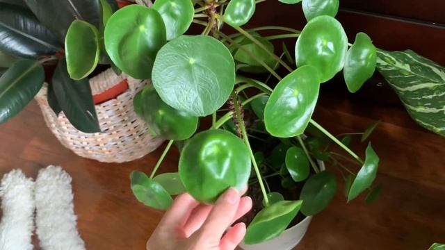 Variegated ficus triangularis-pilea смотреть онлайн