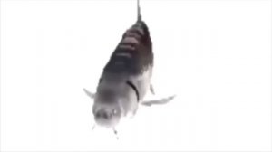 I am just a fish (full cover)