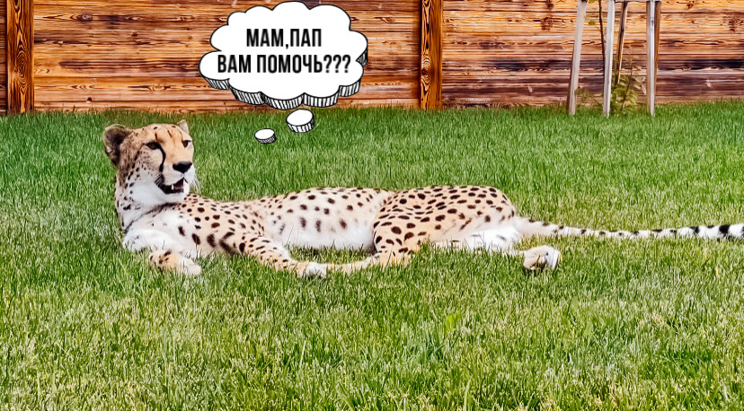 Герда главный помогатор смотреть онлайн