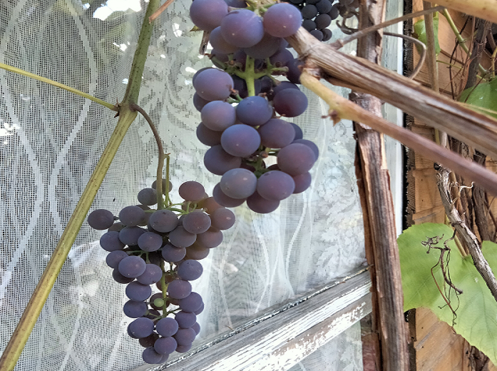 ВИНОГРАД В ЛЕНОБЛАСТИ смотреть онлайн