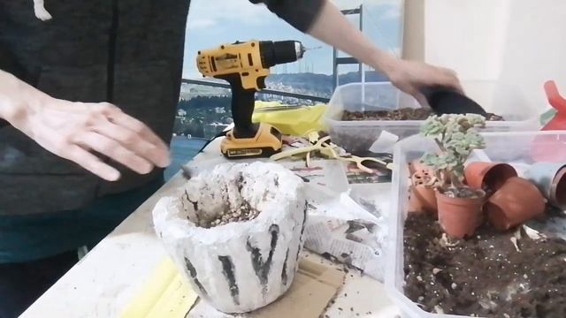 Aşk ağacı - aeonium lindleyi var. viscatum "Irish bouqette" смотреть онлайн