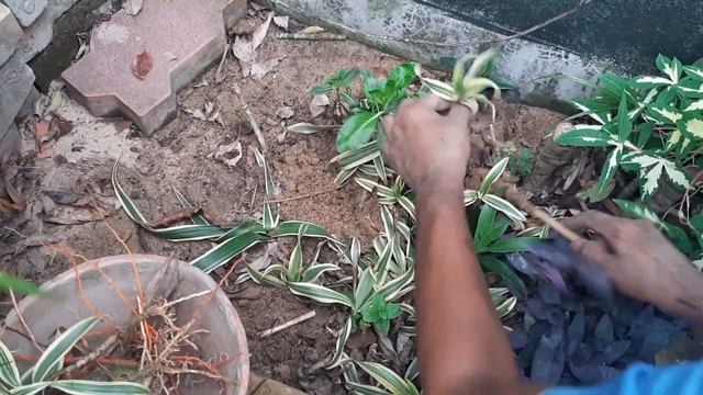 Grow Song of India(Dracaena Reflexa) Plant from Cutting | Propagation of Dracaena Relexa(Hindi) смотреть онлайн