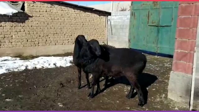 📲+996 550 855 574 р-н Узген с.Кызыл-чарба | Бараны производители | гиссар койлору смотреть онлайн