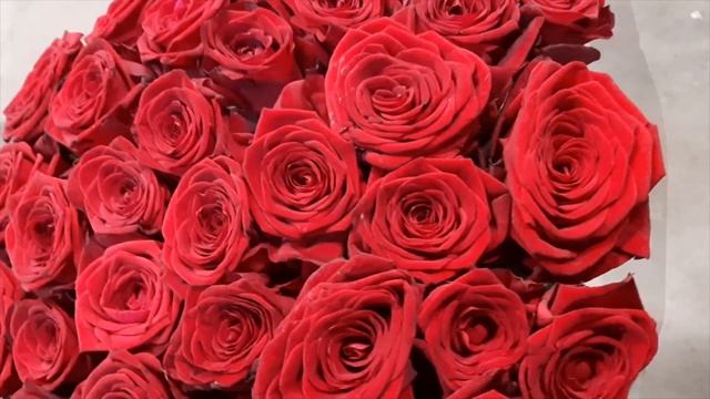 Страстная роза Ред Наоми (Red Naomi). Идеальная красная роза Ред Наоми с бархатистым оттенком смотреть онлайн