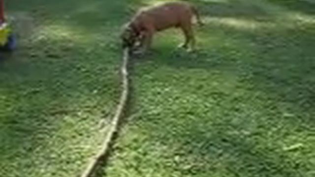 Titan with a biiiig stick смотреть онлайн
