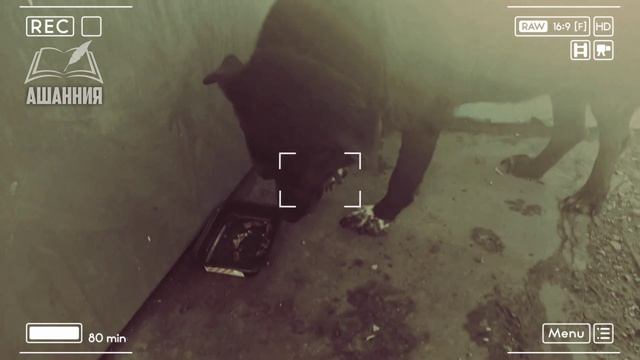 Душевные стихи #Ашанния #стихи смотреть онлайн