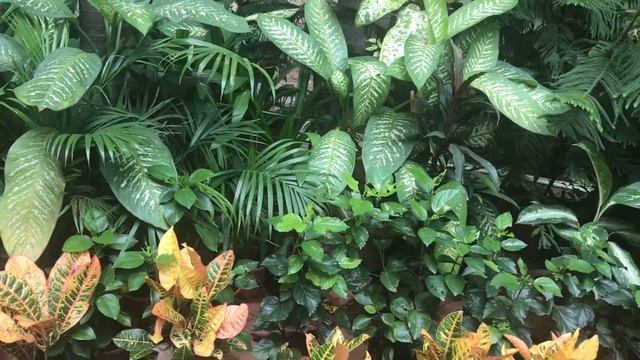 Beautiful Plant collection Part 1 смотреть онлайн