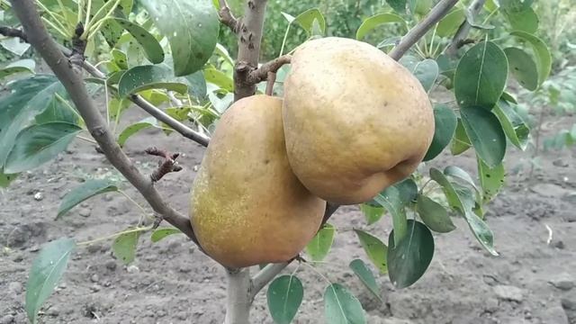 груша Стрийская смотреть онлайн