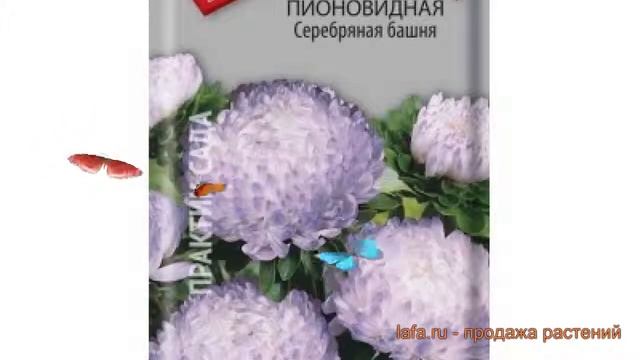 Астра пионовидный Серебряная башня ? обзор: как сажать, семена астры Серебряная башня смотреть онлайн