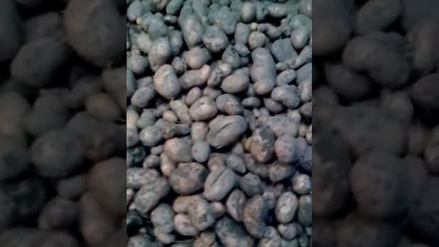 Картофель крупный сортовой смотреть онлайн