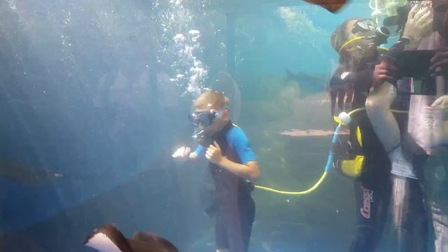 Первое погружение Кети и Миши в Palma Aquarium смотреть онлайн