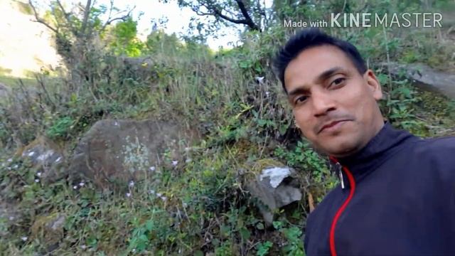 Banafsha (Viola Odorata) collection during Lockdown смотреть онлайн