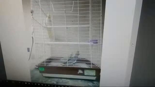 Выбор Кореллы смотреть онлайн