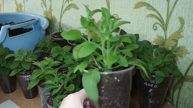 Стрижка петунии. Стрижем всё что нам не нравится ✂️✂️✂️✂️✂️ смотреть онлайн