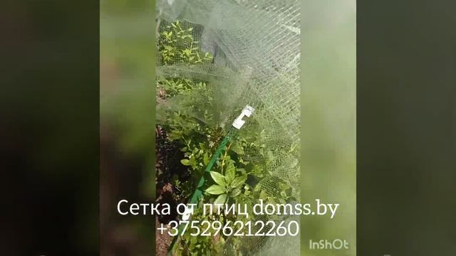 Пластиковая сетка от птиц с ячейкой 6*6мм - надежная защита вашего урожая смотреть онлайн