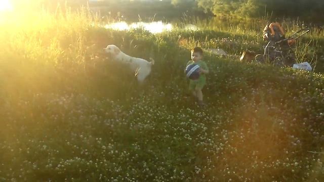 Наш ребенок играет с лабрадорами! смотреть онлайн