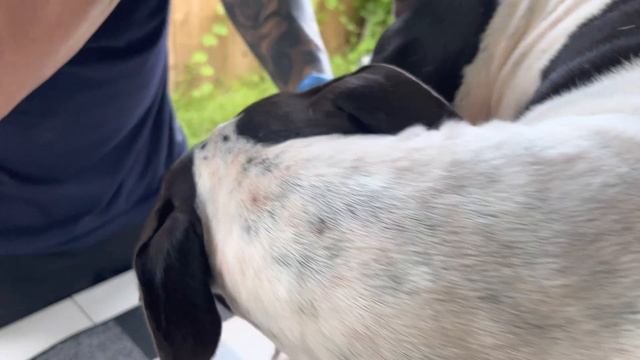 ‼️HOW TO COLLECT DOG SEMEN (start to finish detailed Instructions) смотреть онлайн