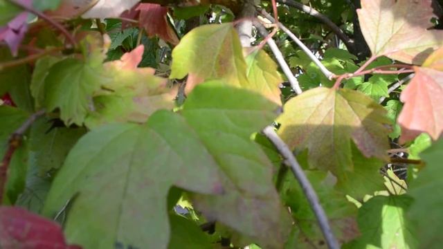 ФУТАЖ Жучок лазит на листках калины смотреть онлайн