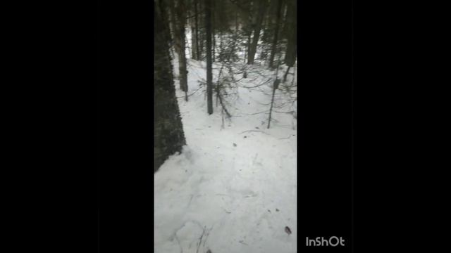 Проверка путика, есть результат,охота на куницу 2023-2024г. смотреть онлайн