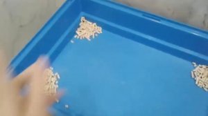 Как приучить кролика к лотку?  +способы приучения и лайфхаки / Кролик Оскар