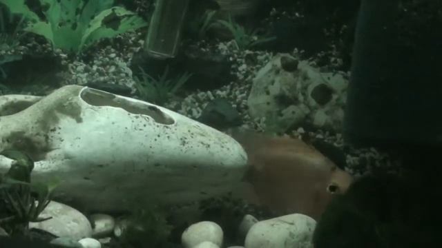 Рыба-попугай Гоша (Red Parrot Cichlid) смотреть онлайн