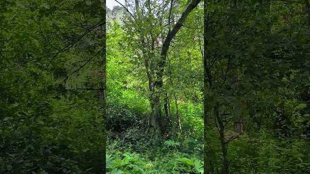 Цейский заповедник. Северная Осетия смотреть онлайн