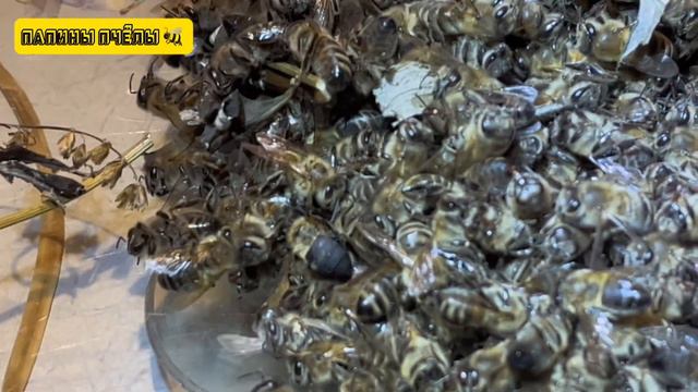 Где мои пчёлы?! Я вас спрашиваю! смотреть онлайн