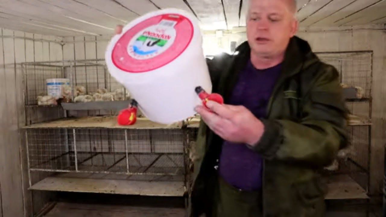 Дела житейские Рассадка бройлеров по клеткам смотреть онлайн